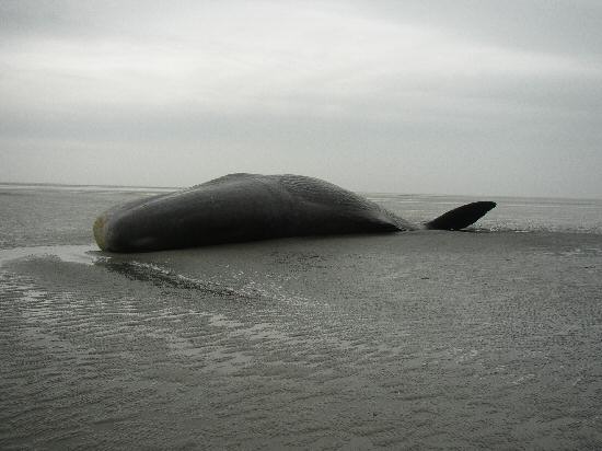 Pottwalstrandung vor Norderney