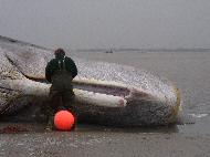 Pottwalstrandung vor Norderney