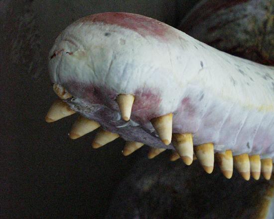 Pottwalstrandung vor Norderney