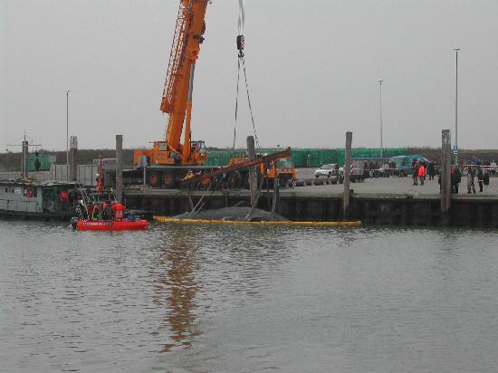 Pottwalstrandung vor Norderney