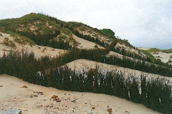 Ein Netz aus Buschzäunen