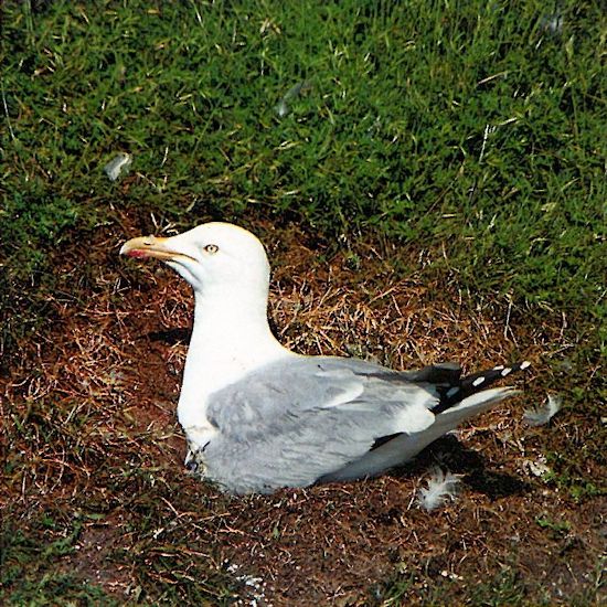Silbermöwe (Larus argentatus) Silbermöwe (Larus argentatus)