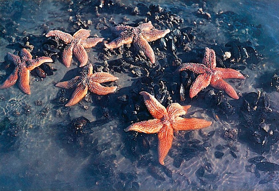 Der Gemeine Seestern (Asterias rubens)