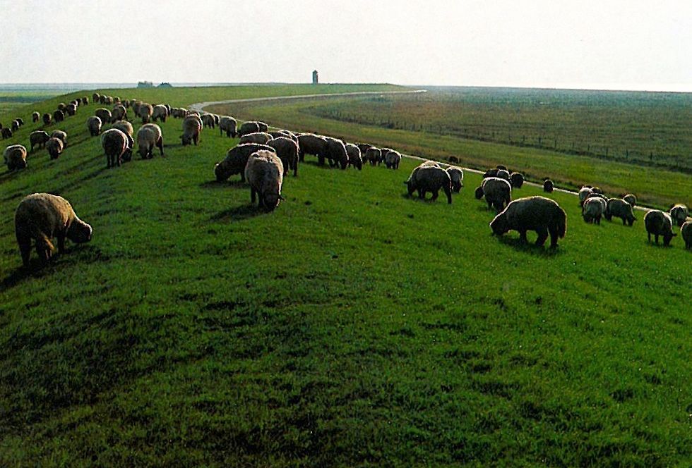 Grüner Deich mit Pflege durch Schafbeweidung