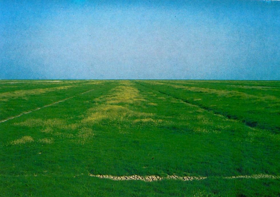 Beetstruktur des Deichvorlandes