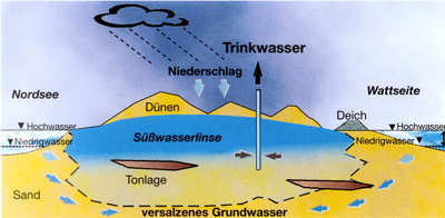 Süßwasserlinse