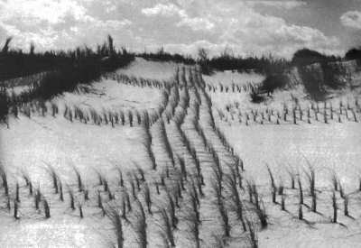 Strandhaferpflanzungen