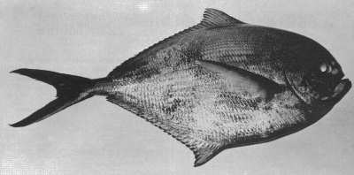 Brachsenmakrele Brachsenmakrele