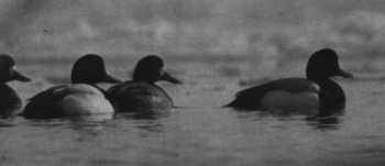 Vögel als Wintergäste